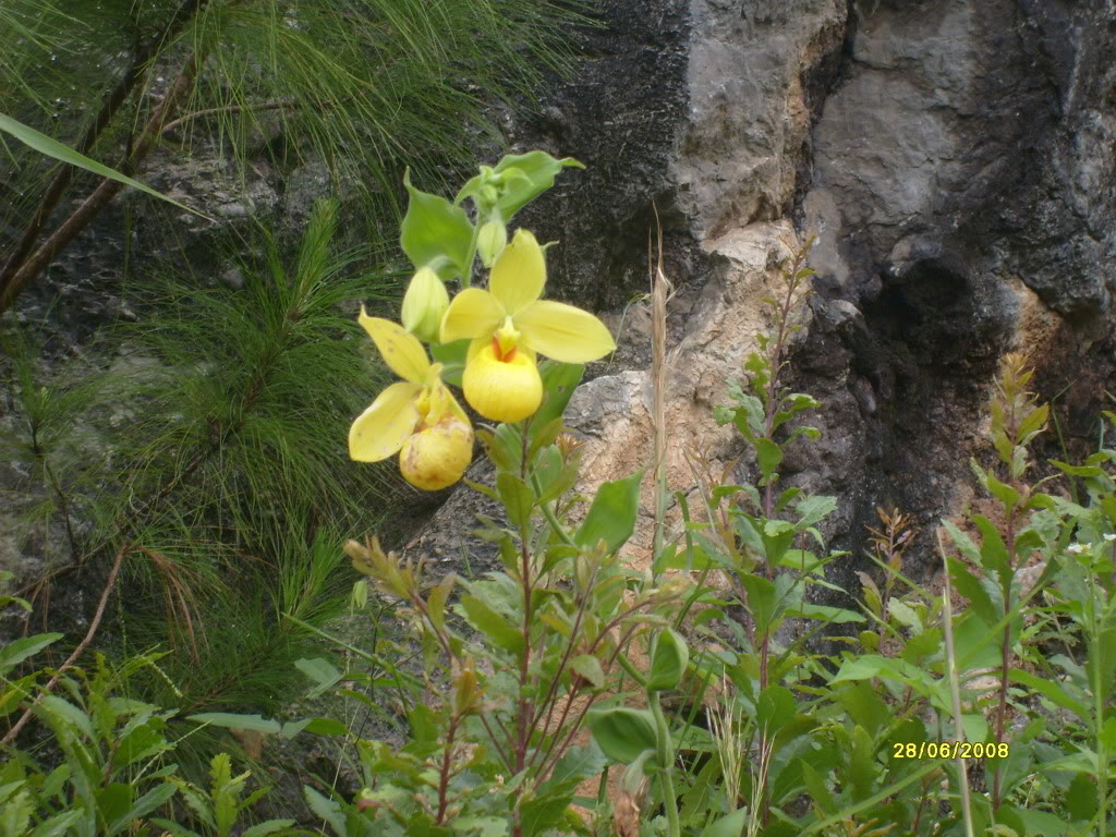 S6305719.jpg