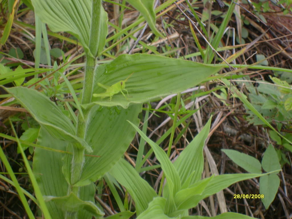 S6305720.jpg