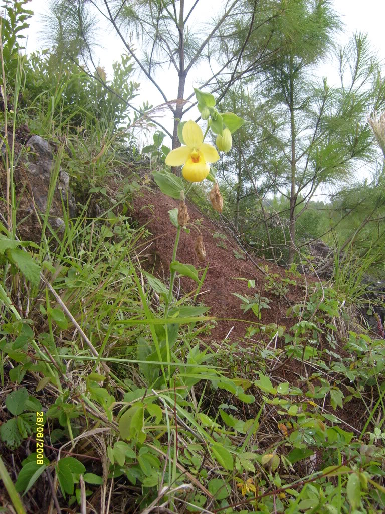 S6305728.jpg