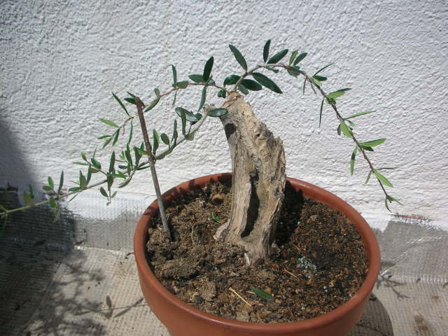 s64z28.jpg