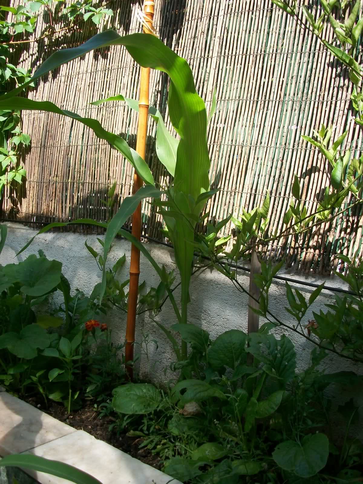 s6ipg8.jpg