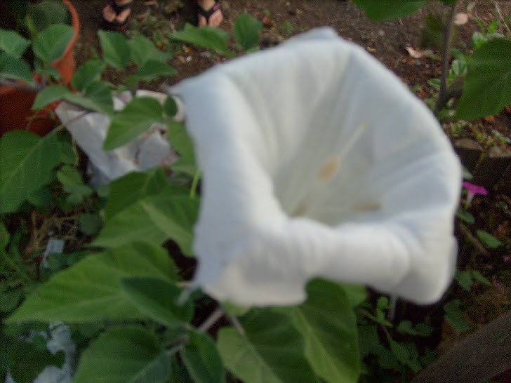 S7300779.JPG