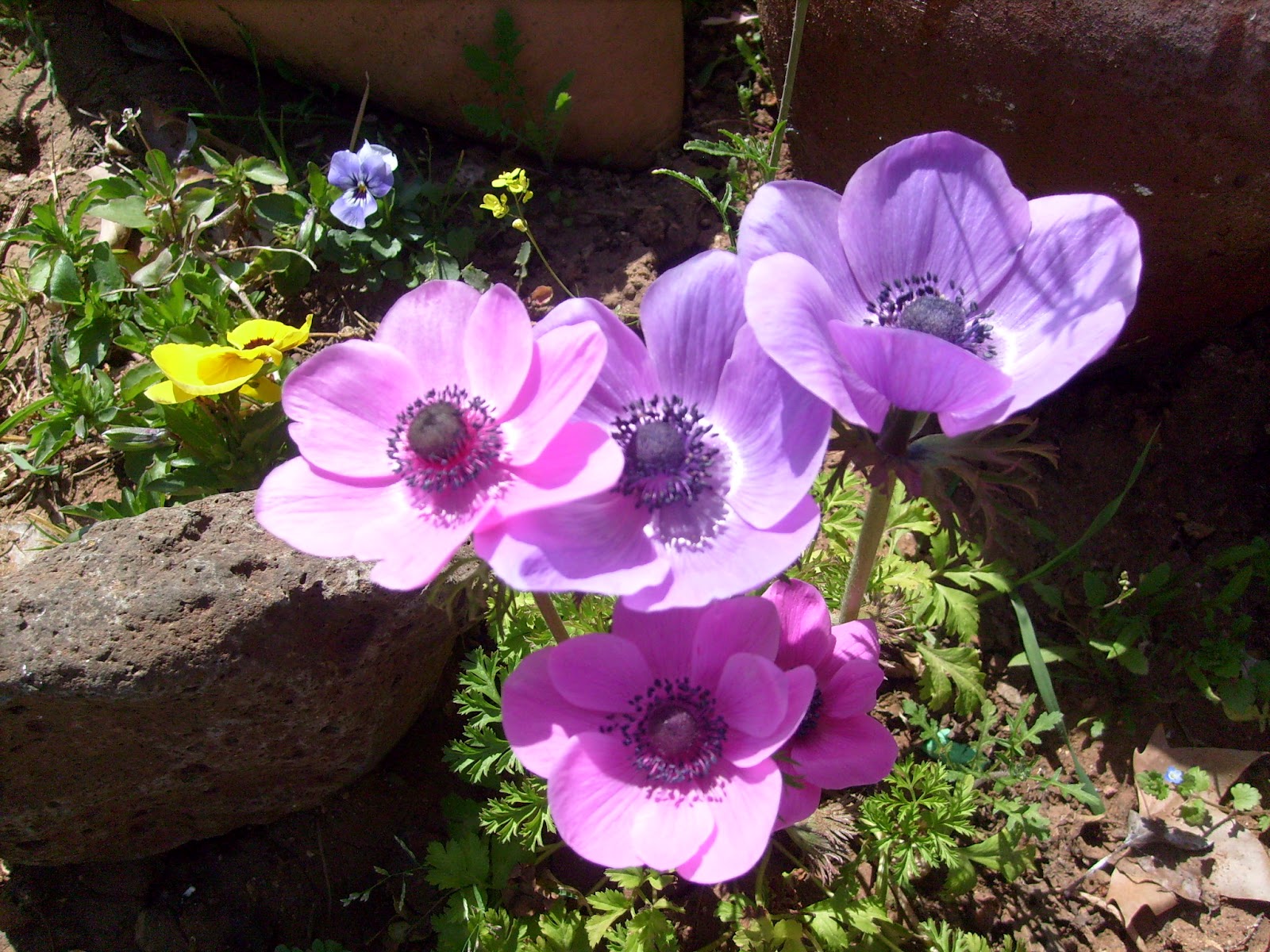 S7301325.JPG