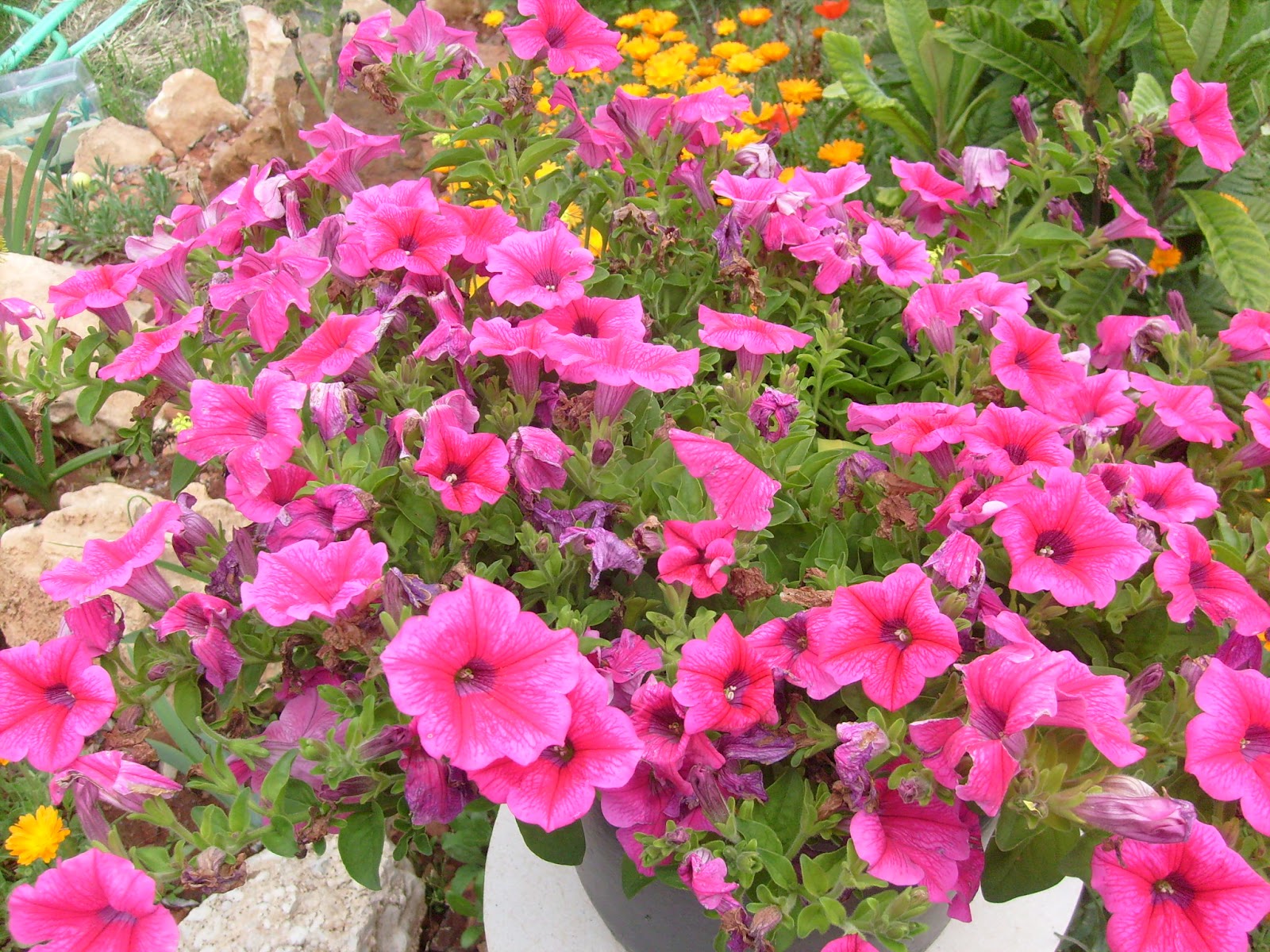 S7301429.JPG