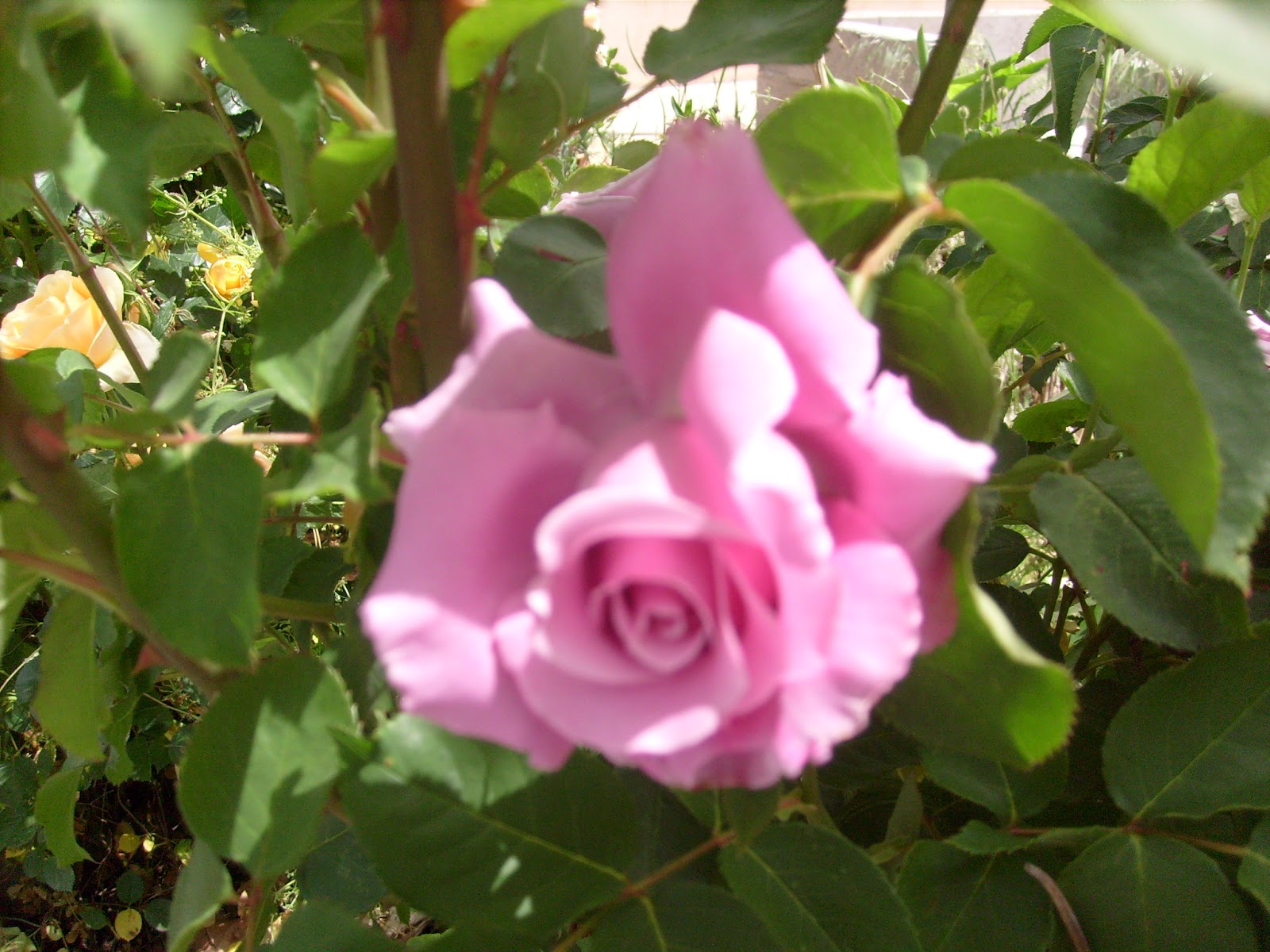 S7301460.JPG