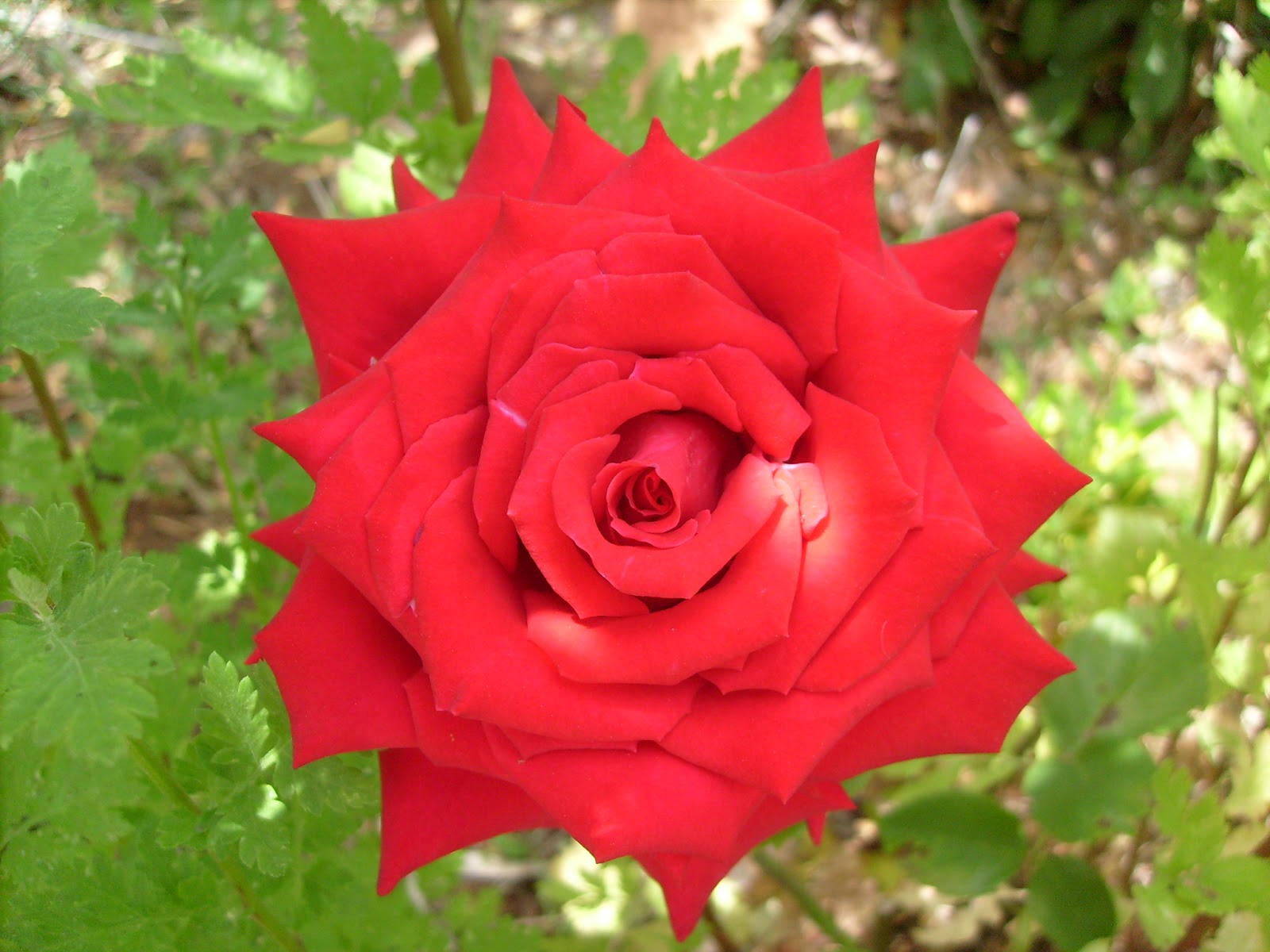 S7301461.JPG