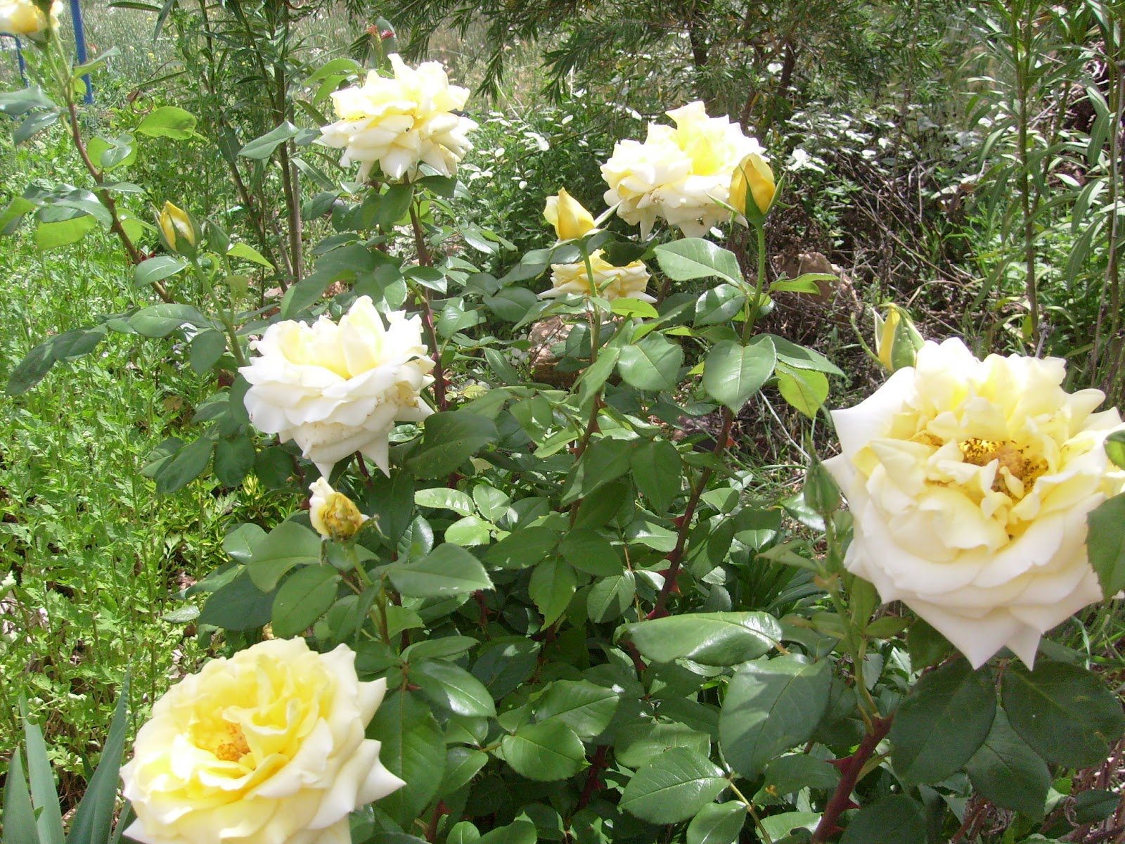 S7301462.JPG