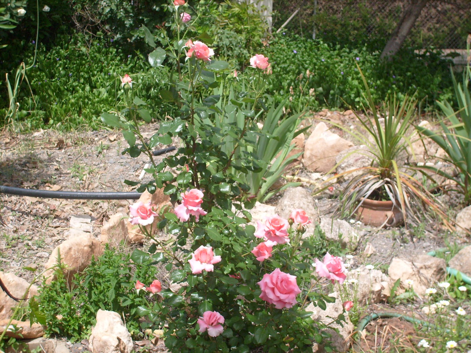S7301463.JPG