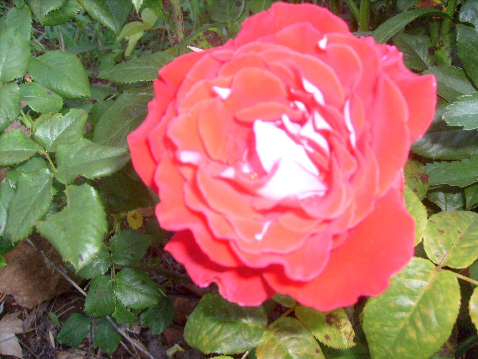 S7301535.JPG