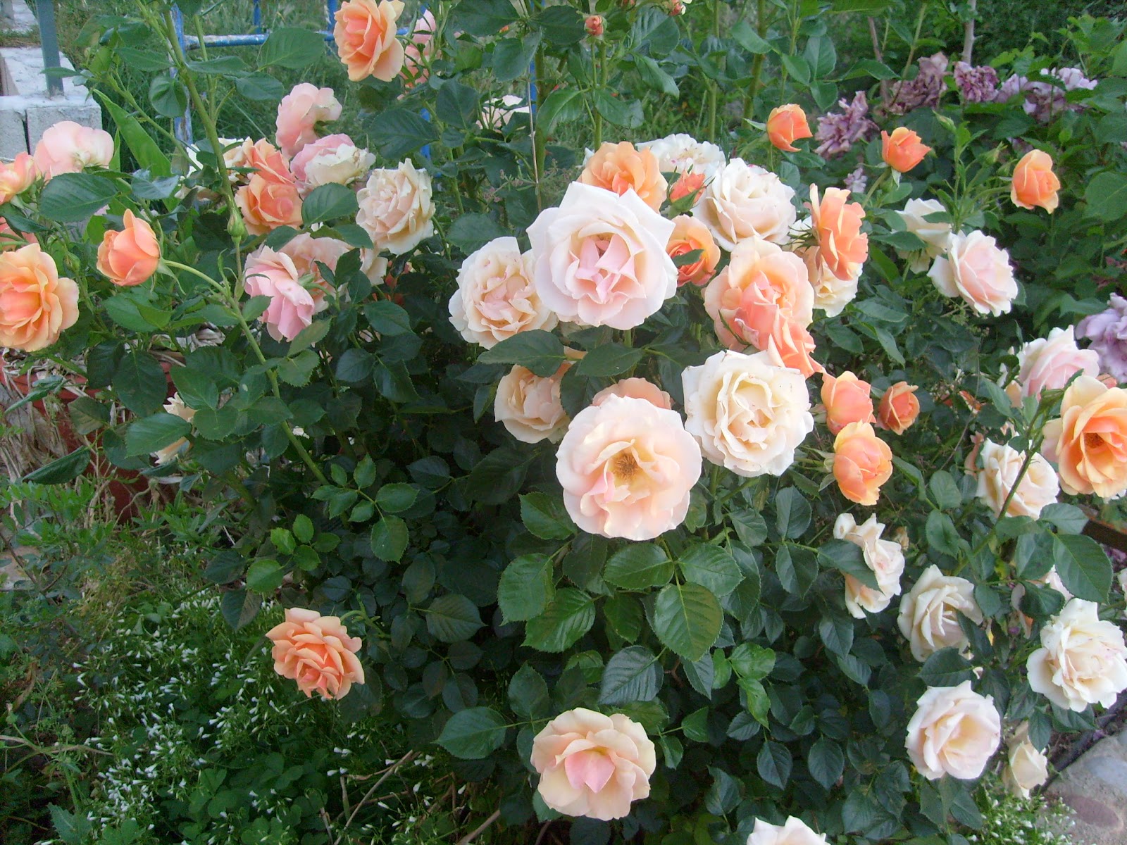S7301536.JPG