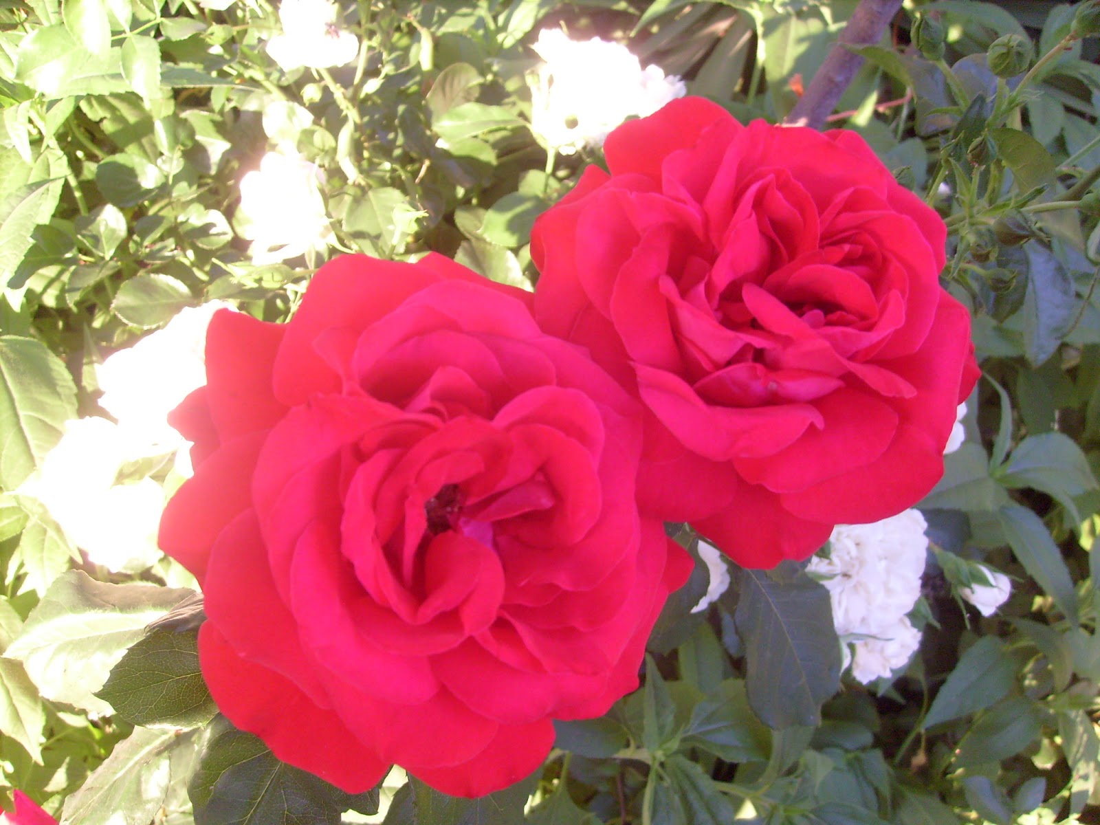 S7301537.JPG