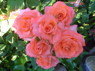 S7301539.JPG