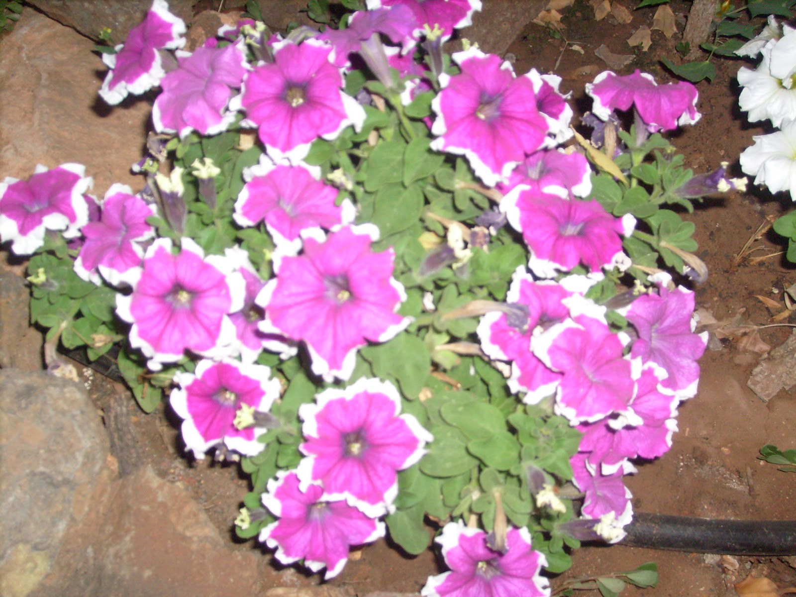S7301567.JPG