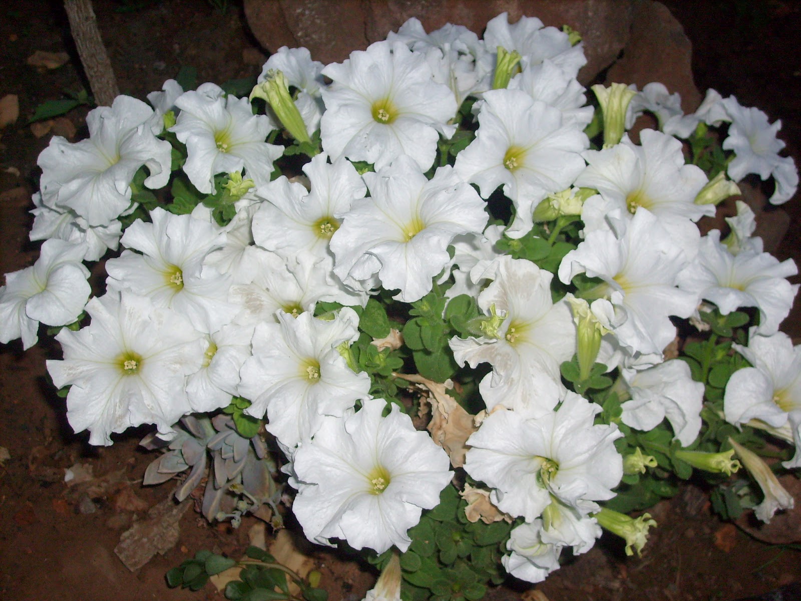 S7301568.JPG