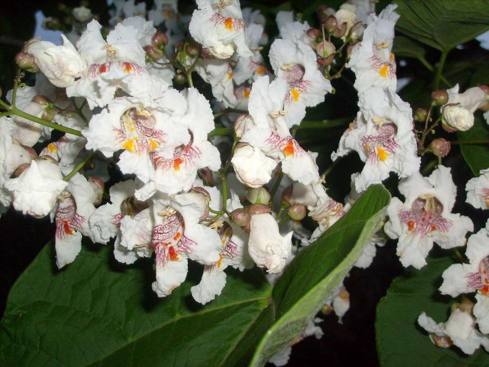 S7301572.JPG