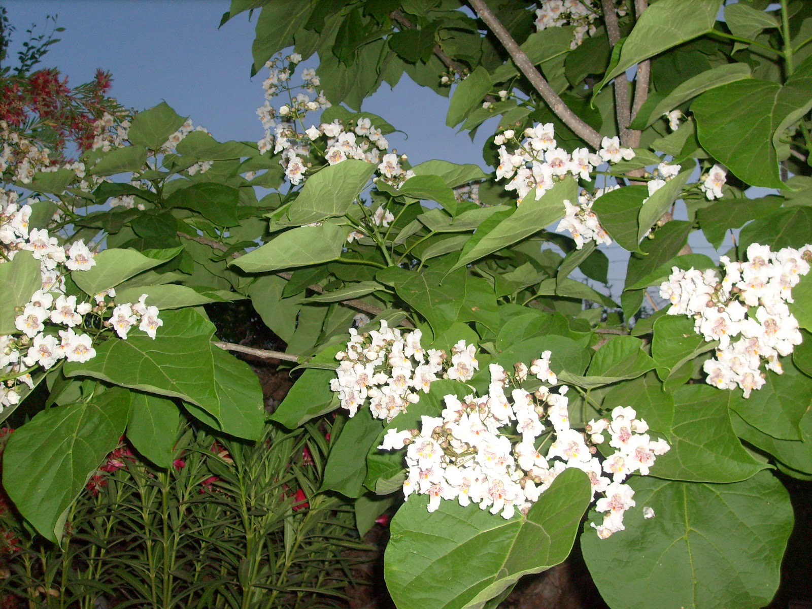S7301573.JPG