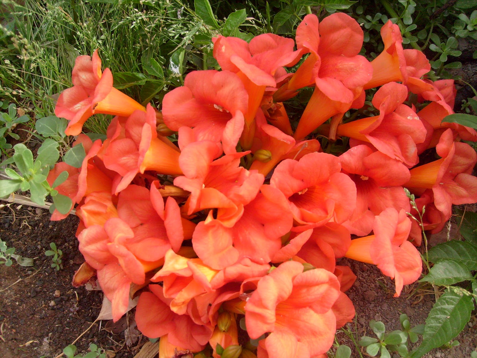 S7301620.JPG