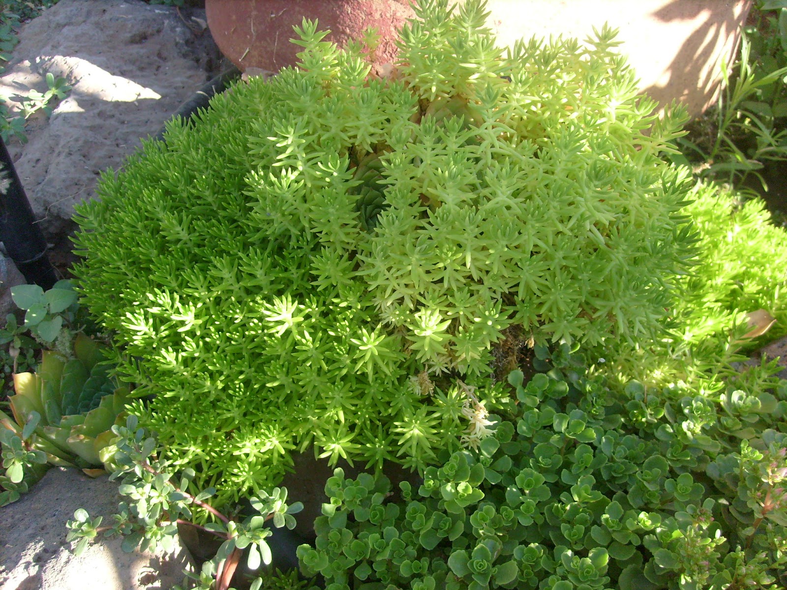 S7301655.JPG
