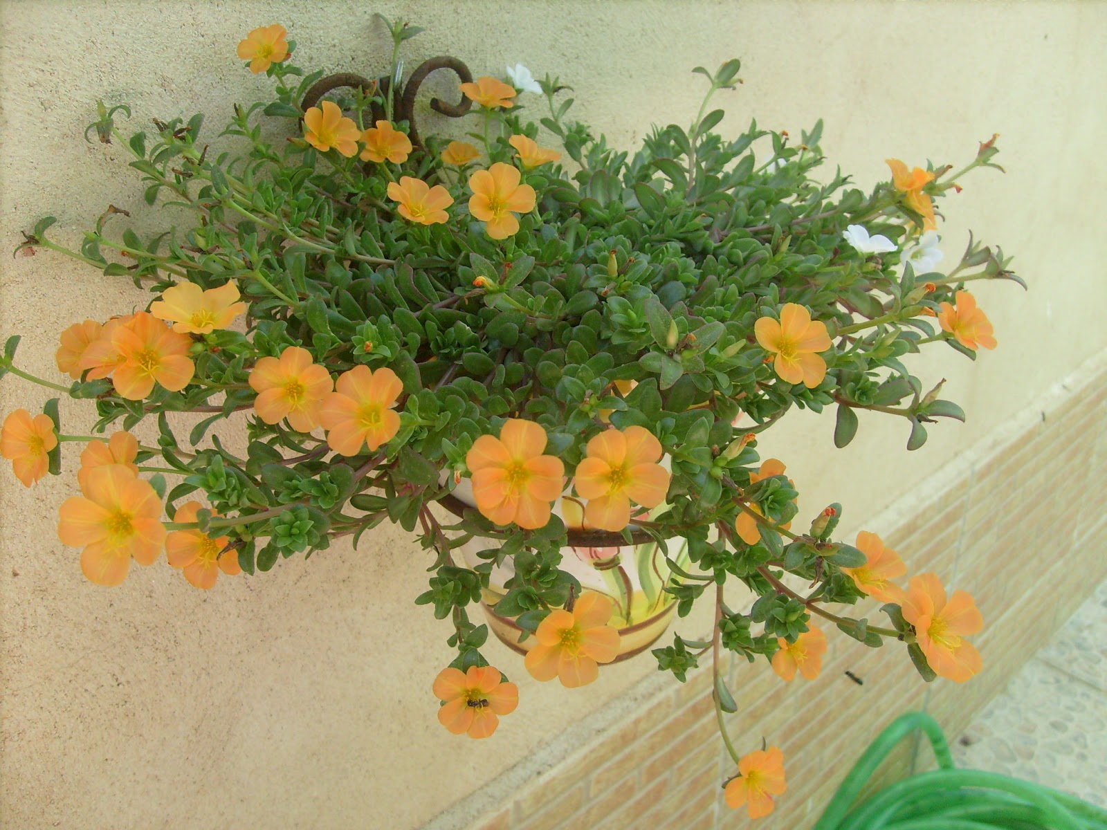 S7301659.JPG