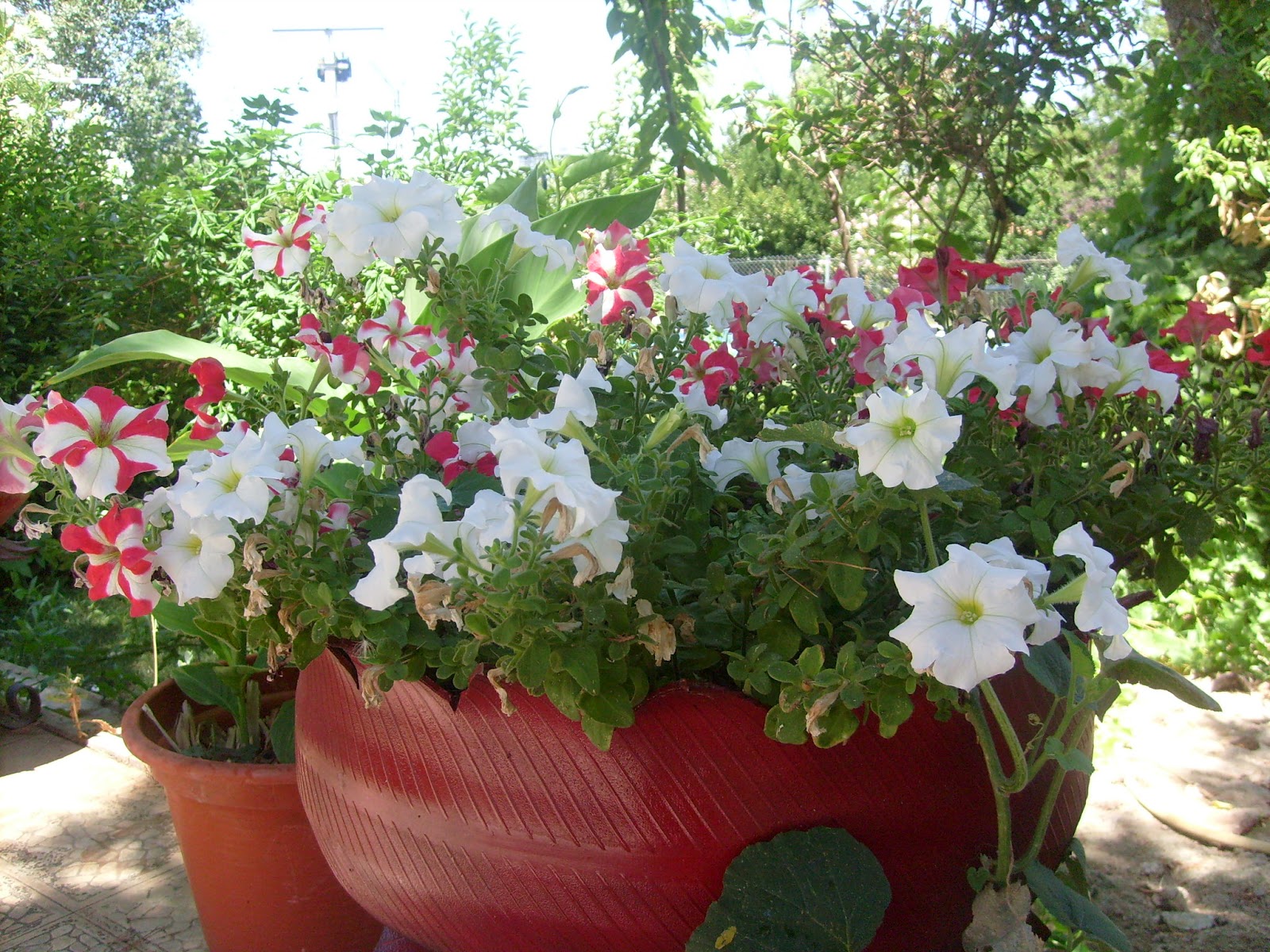 S7301662.JPG