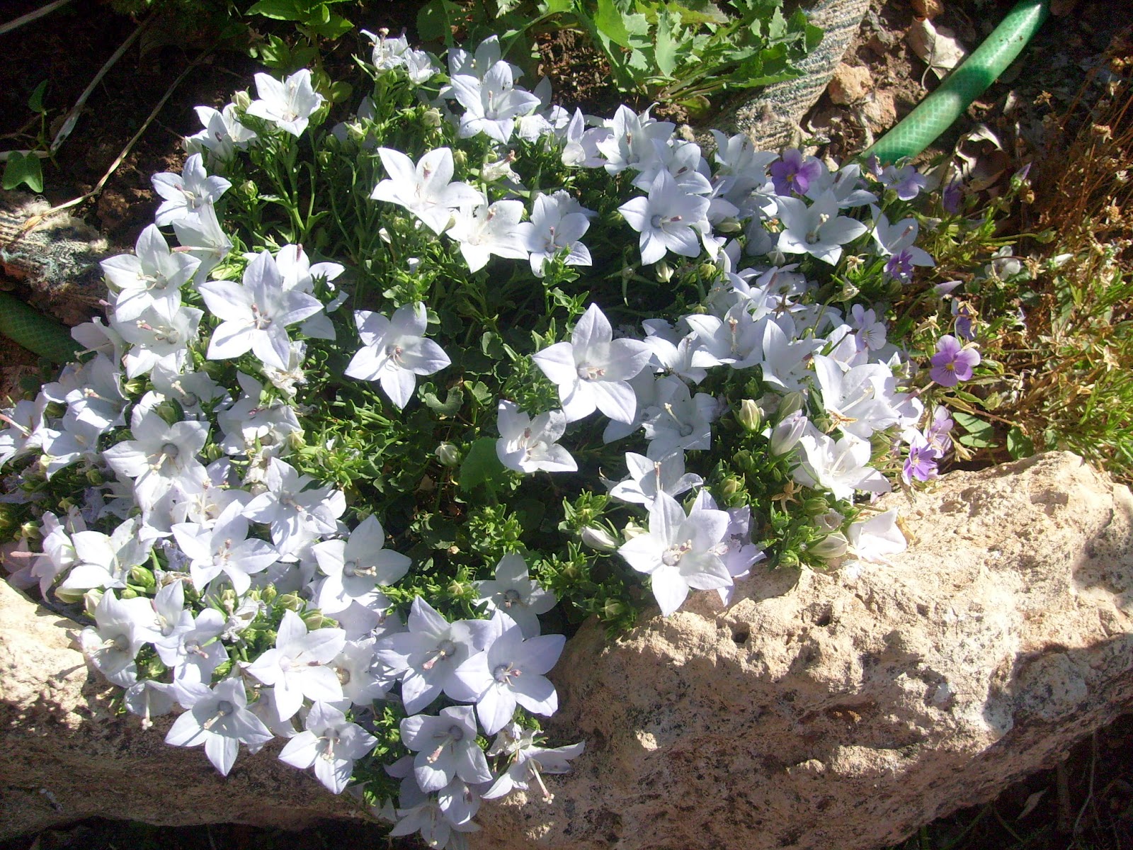 S7301680.JPG