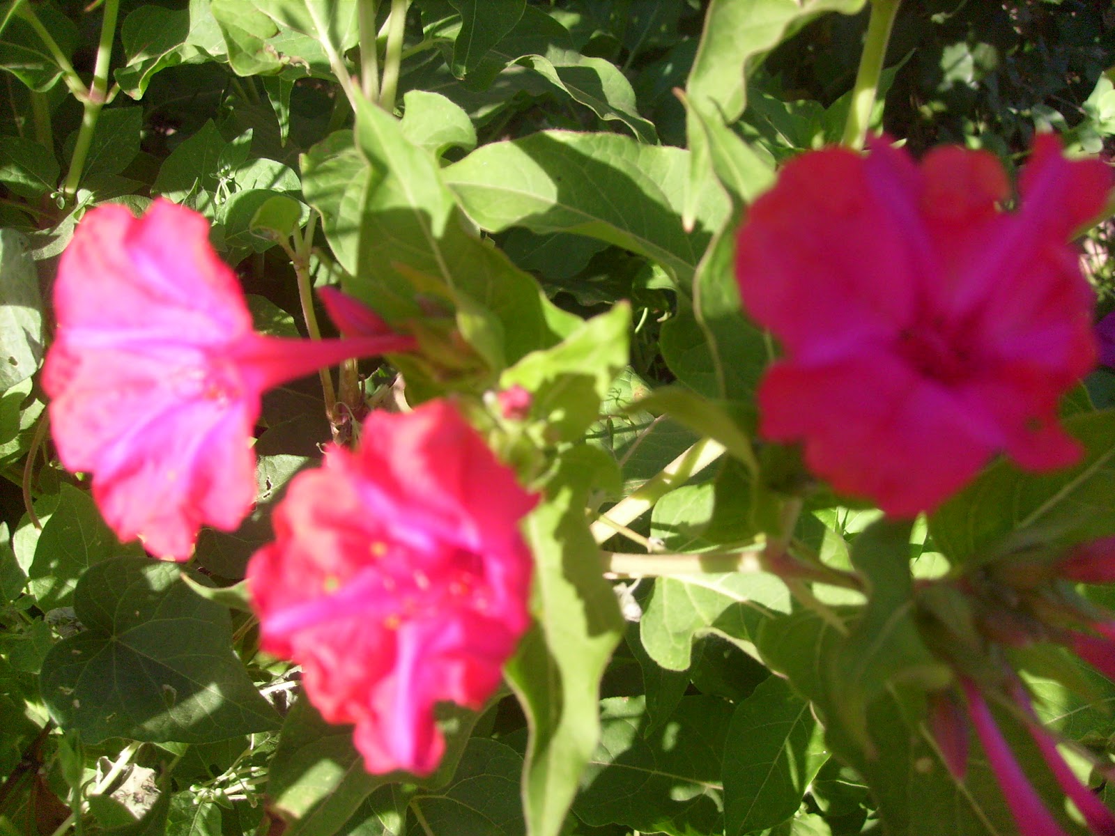 S7301685.JPG