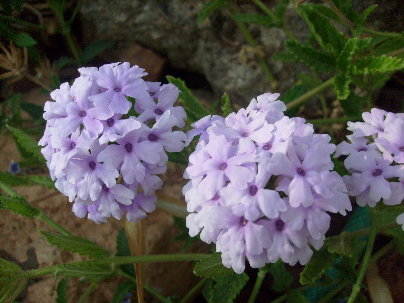 S7301694.JPG