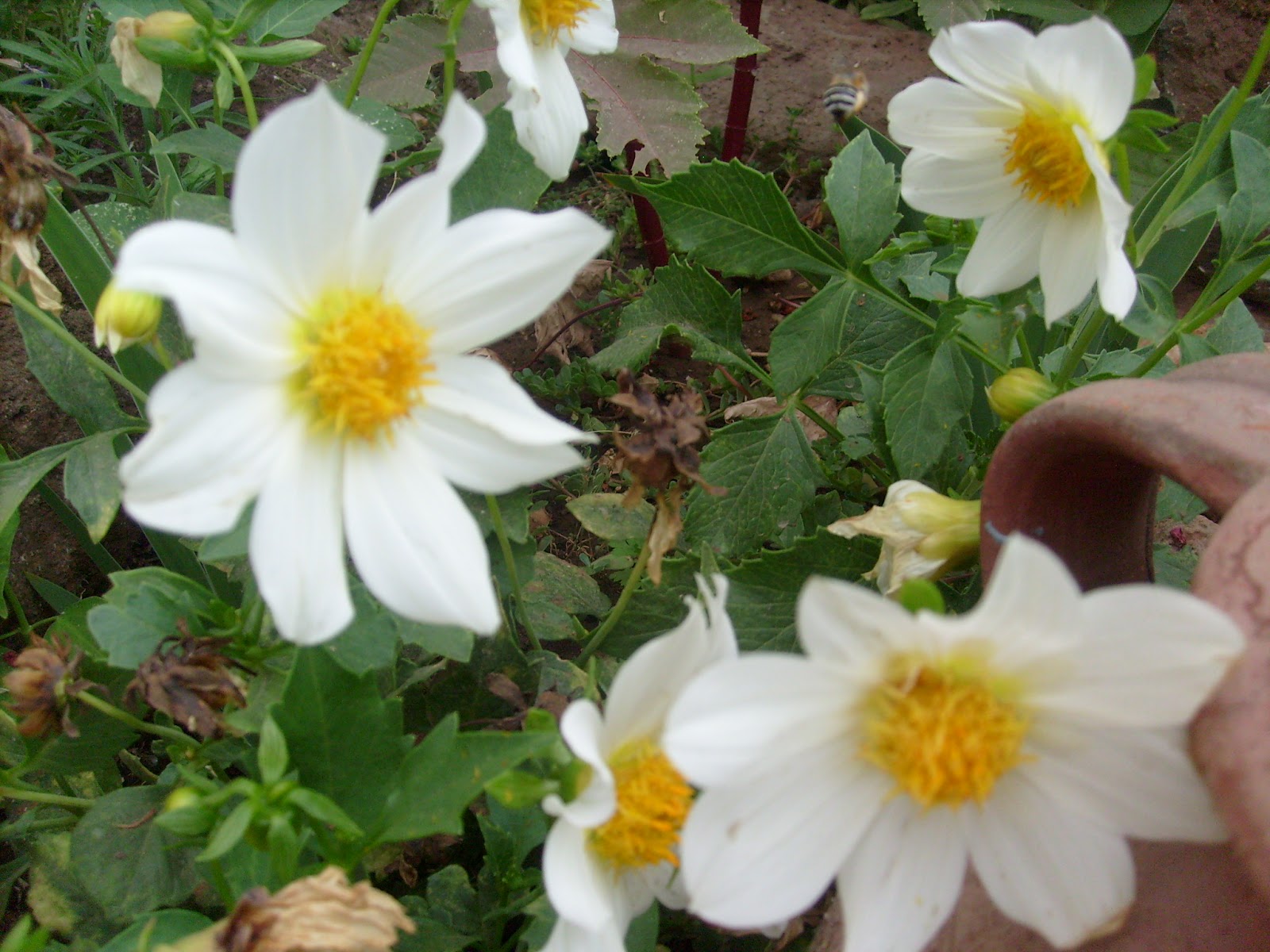 S7301697.JPG