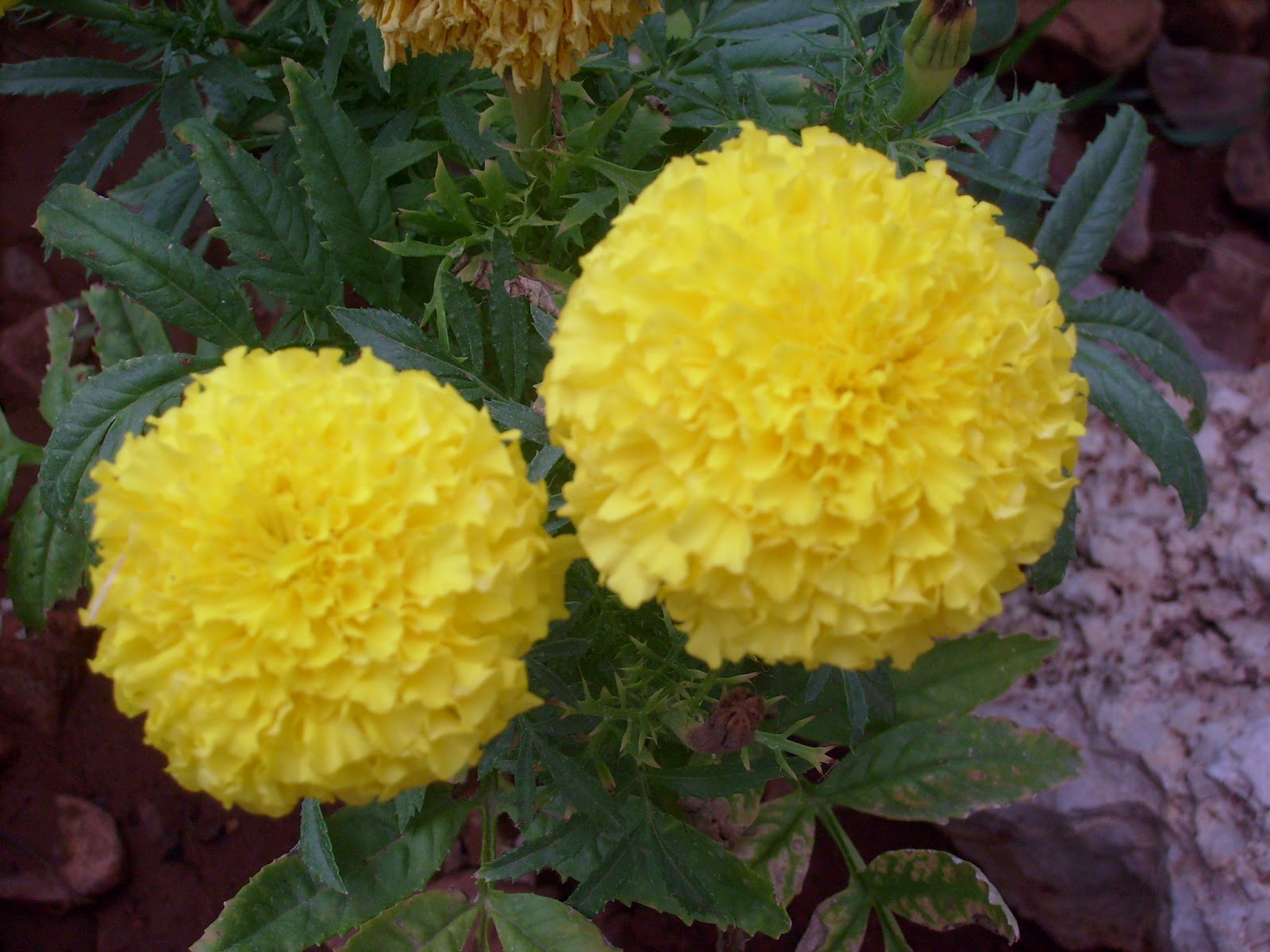 S7301699.JPG
