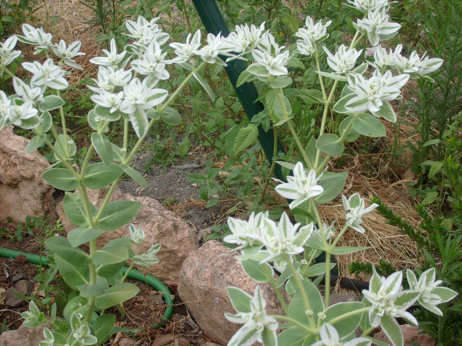 S7301702.JPG