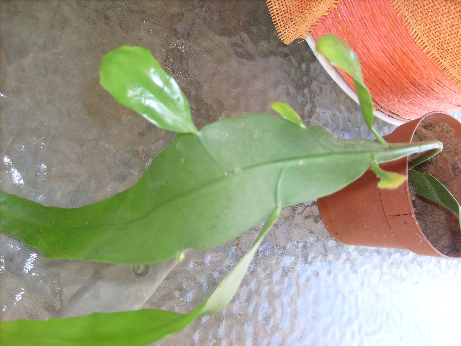 S7301751.JPG