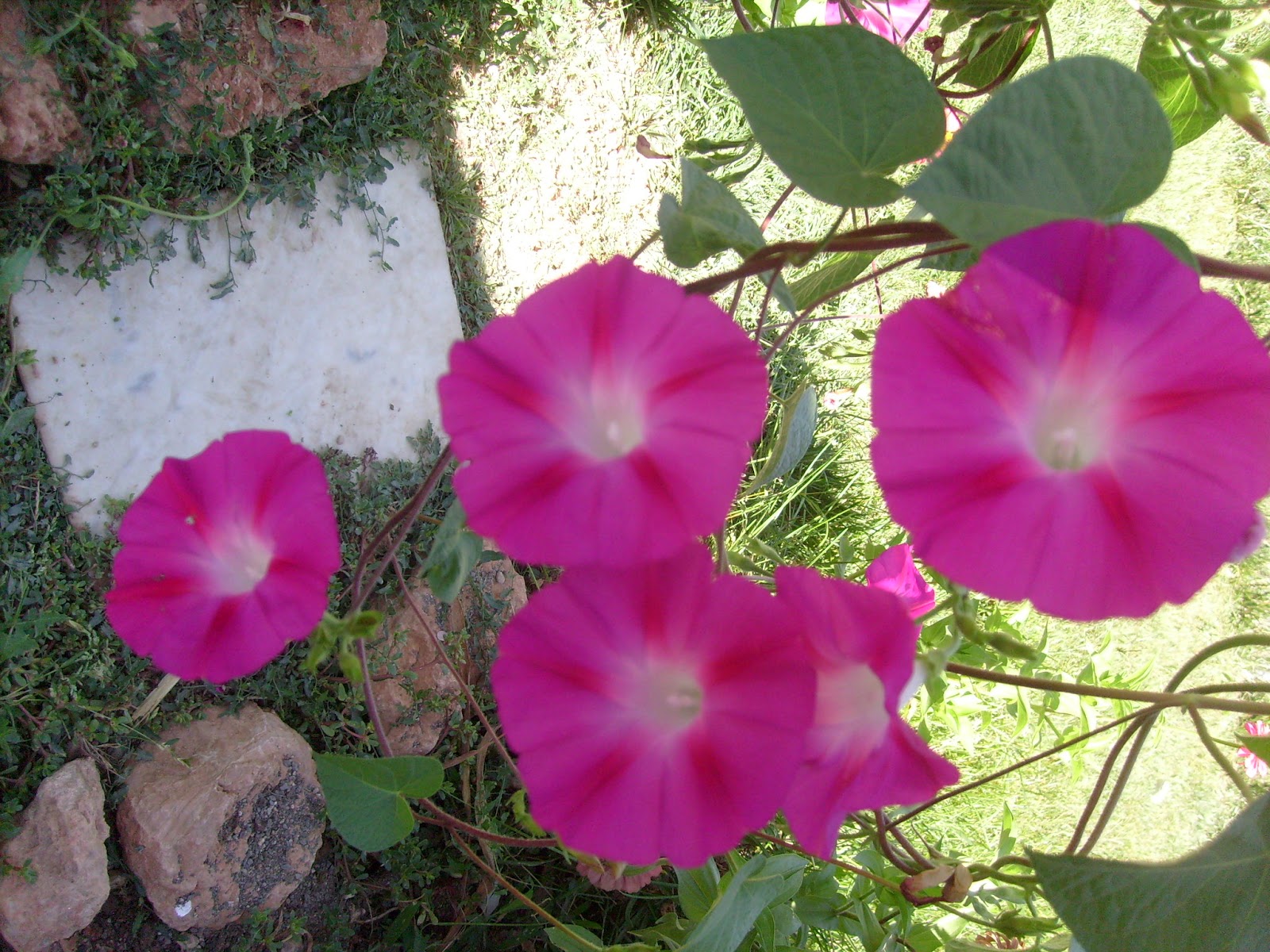 S7301756.JPG