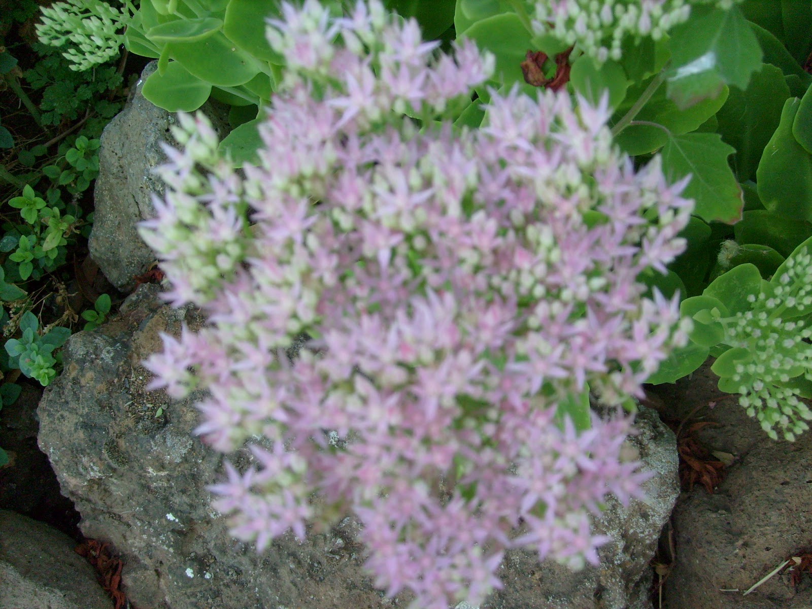 S7301779.JPG