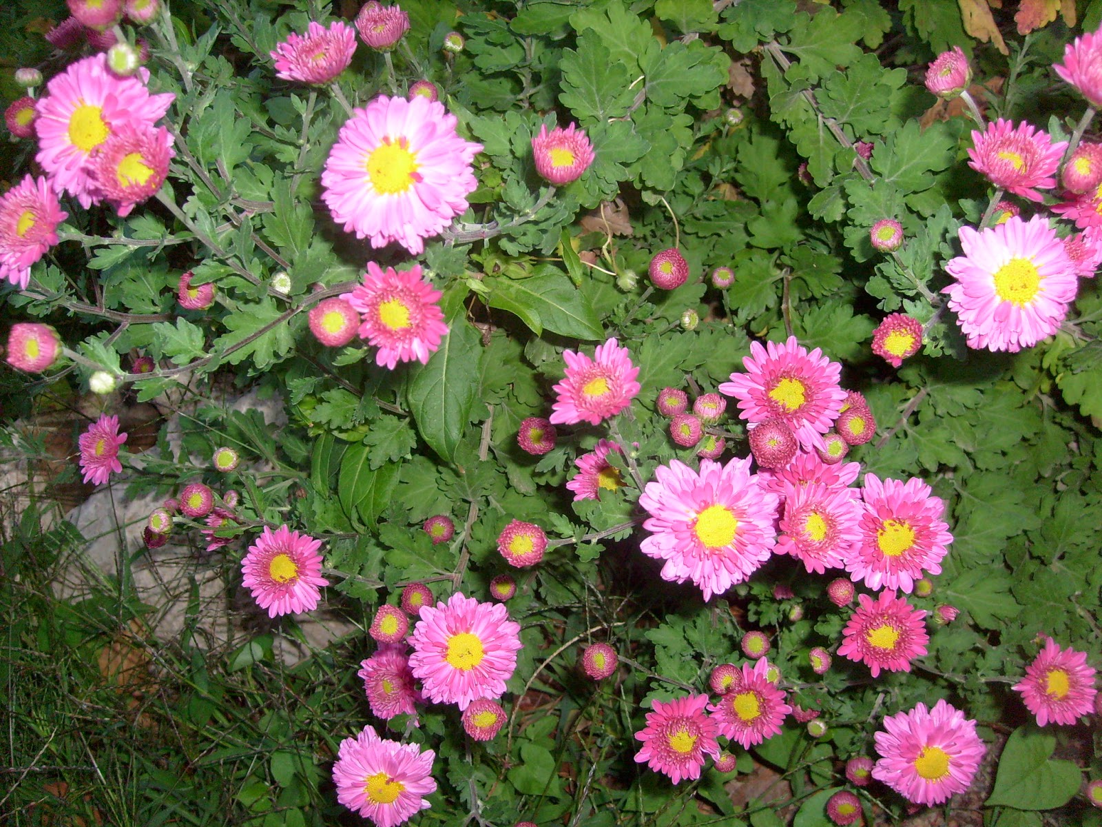 S7301806.JPG
