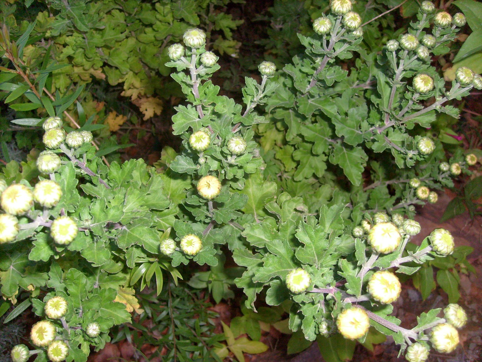 S7301807.JPG