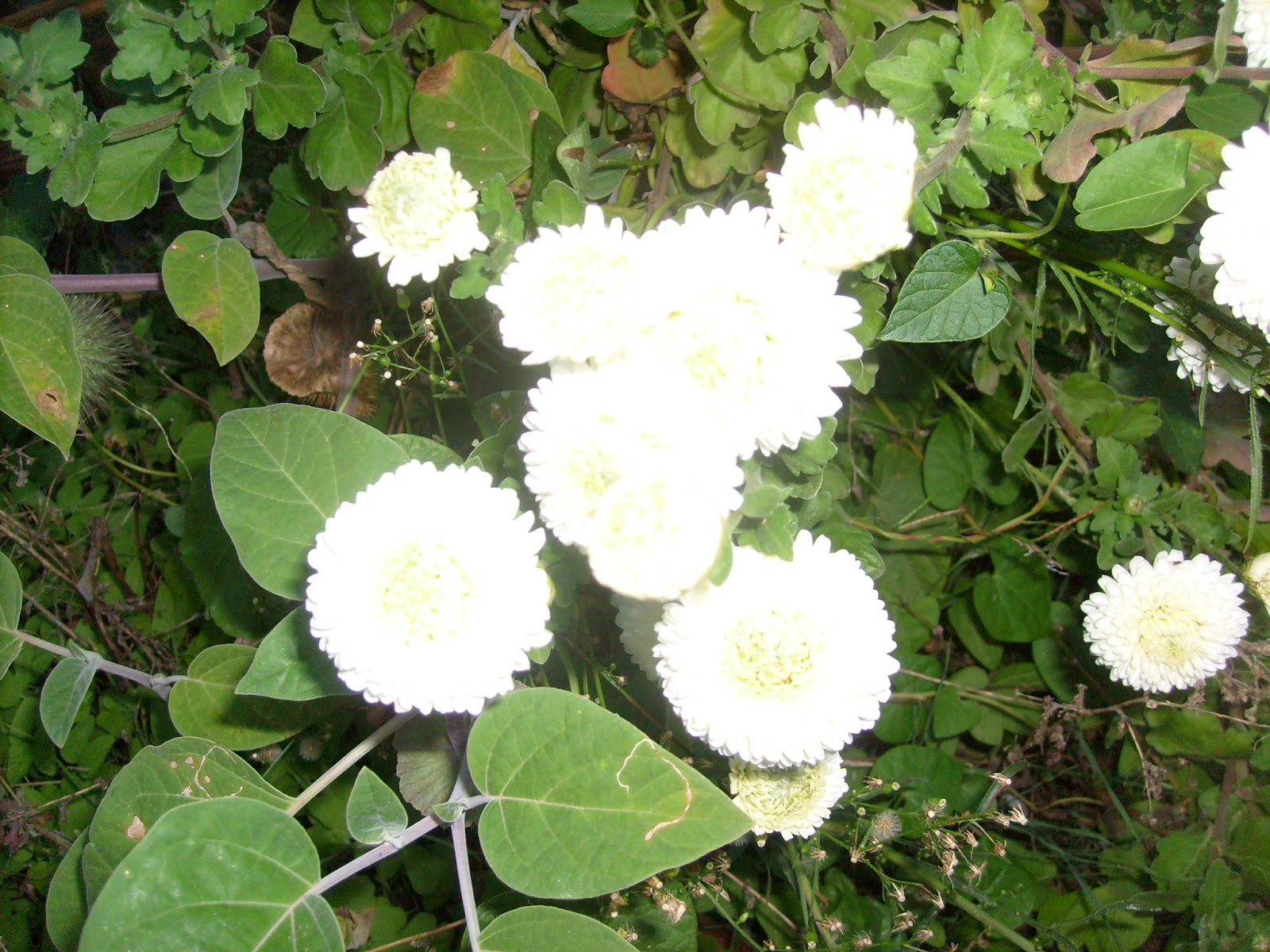 S7301810.JPG
