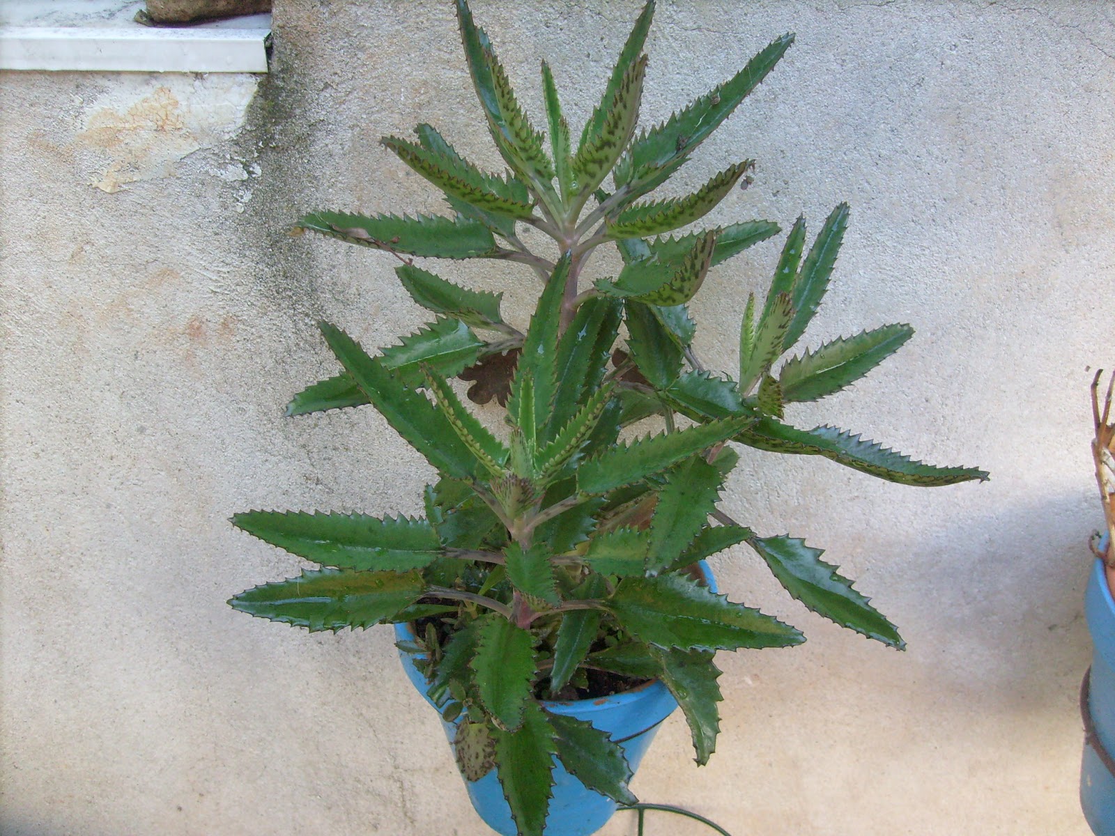 S7301816.JPG