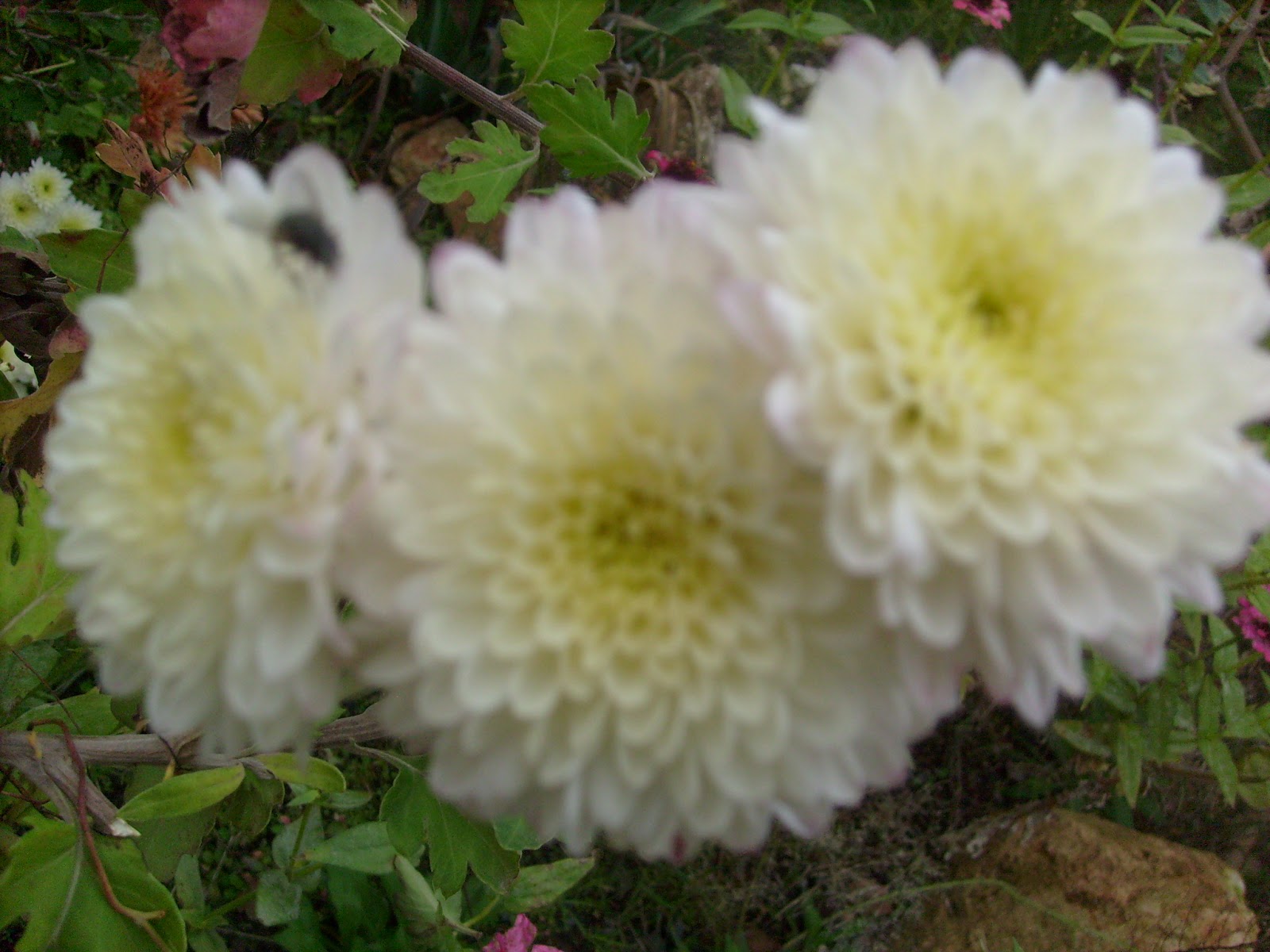 S7301851.JPG