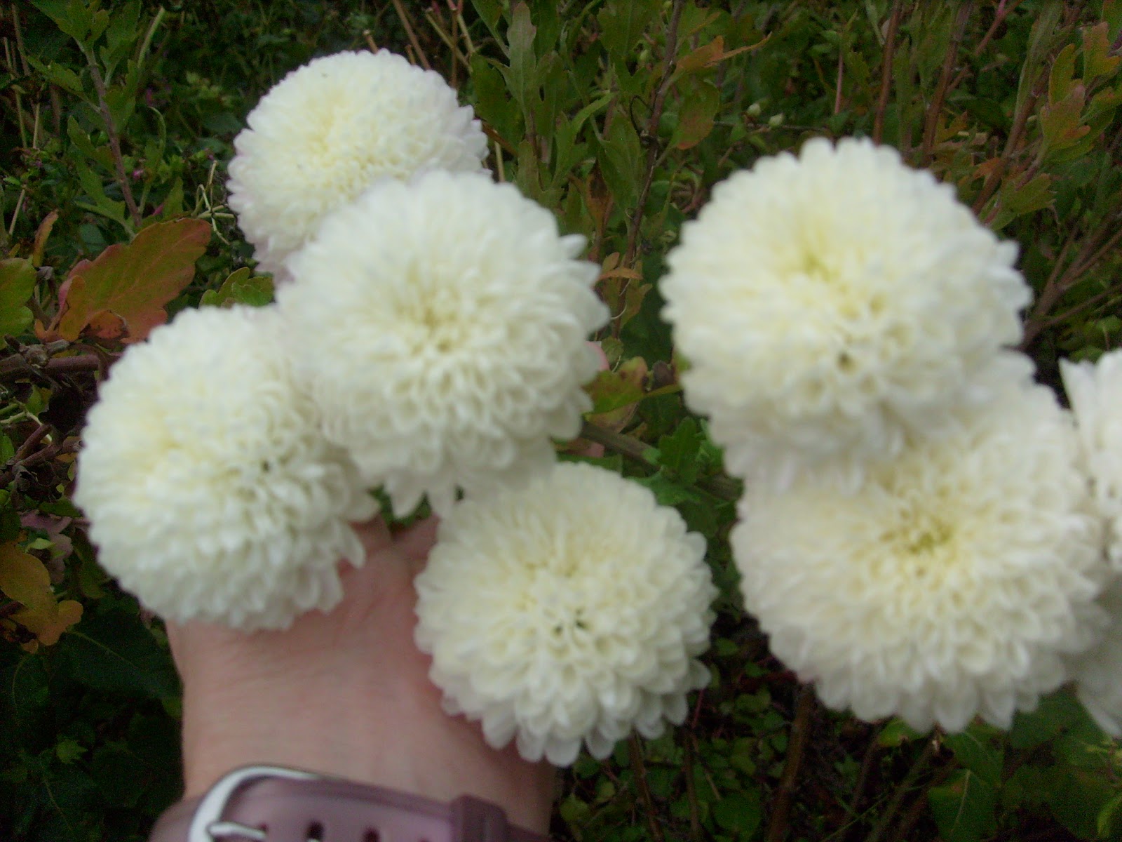 S7301854.JPG