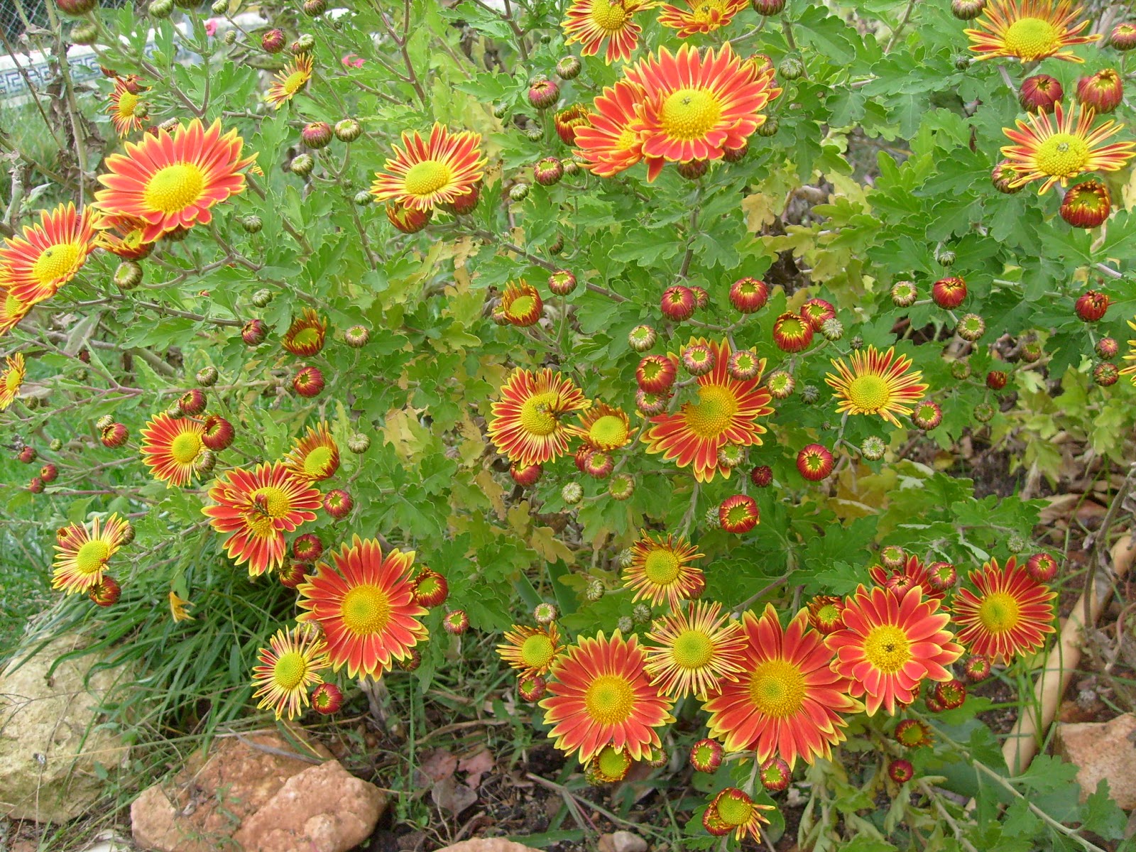 S7301855.JPG