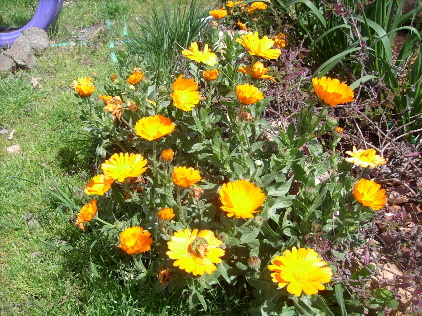 S7302003.JPG
