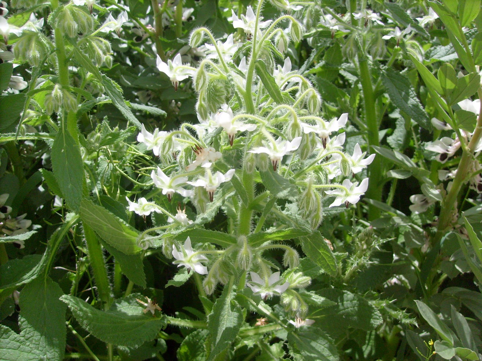 S7302016.JPG