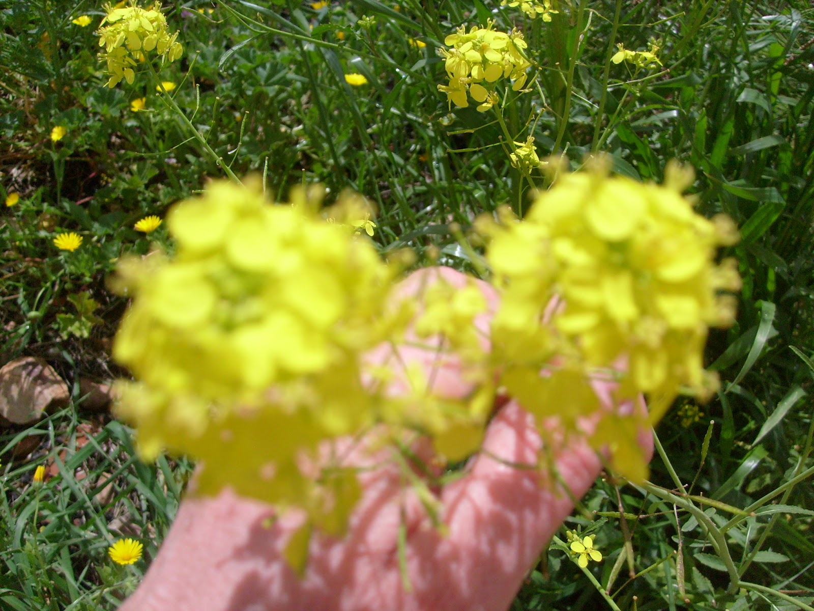 S7302019.JPG