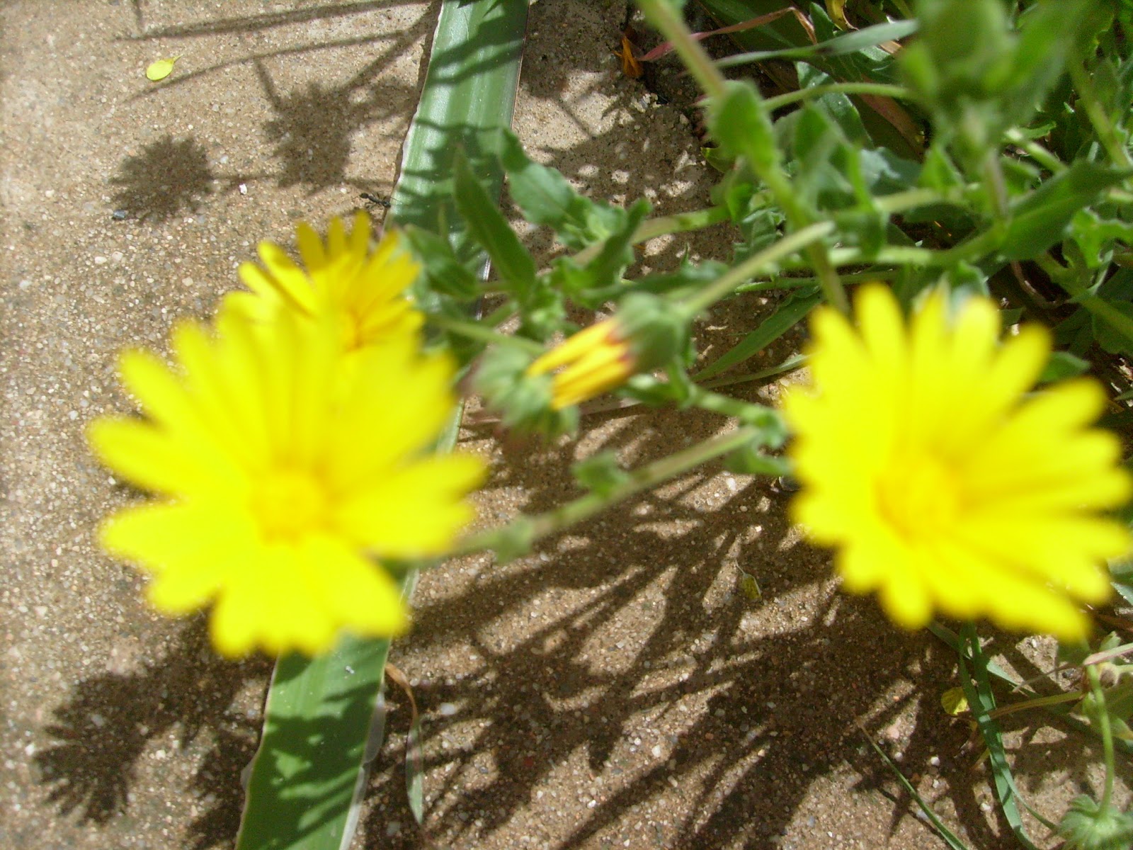 S7302020.JPG