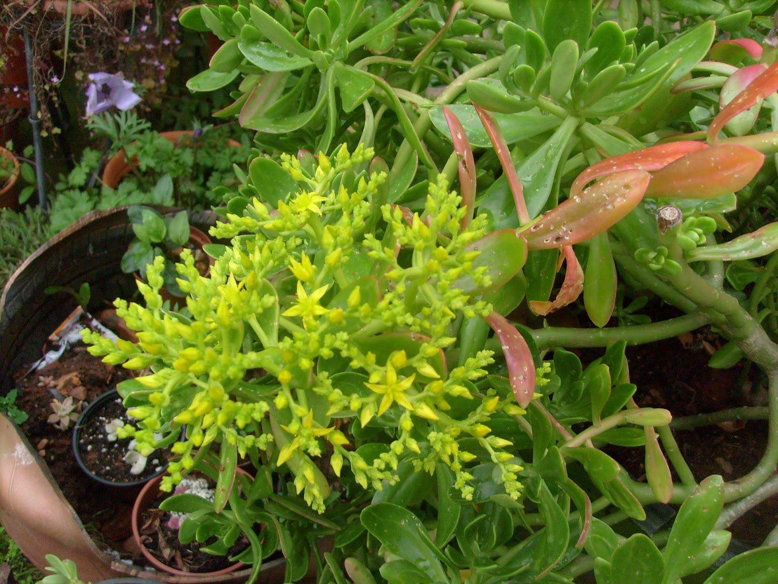 S7302025.JPG