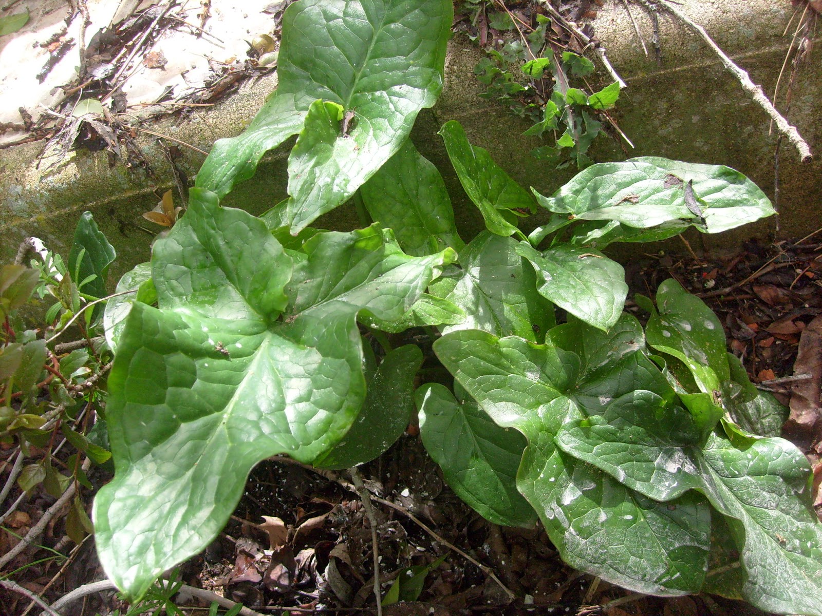 S7302026.JPG