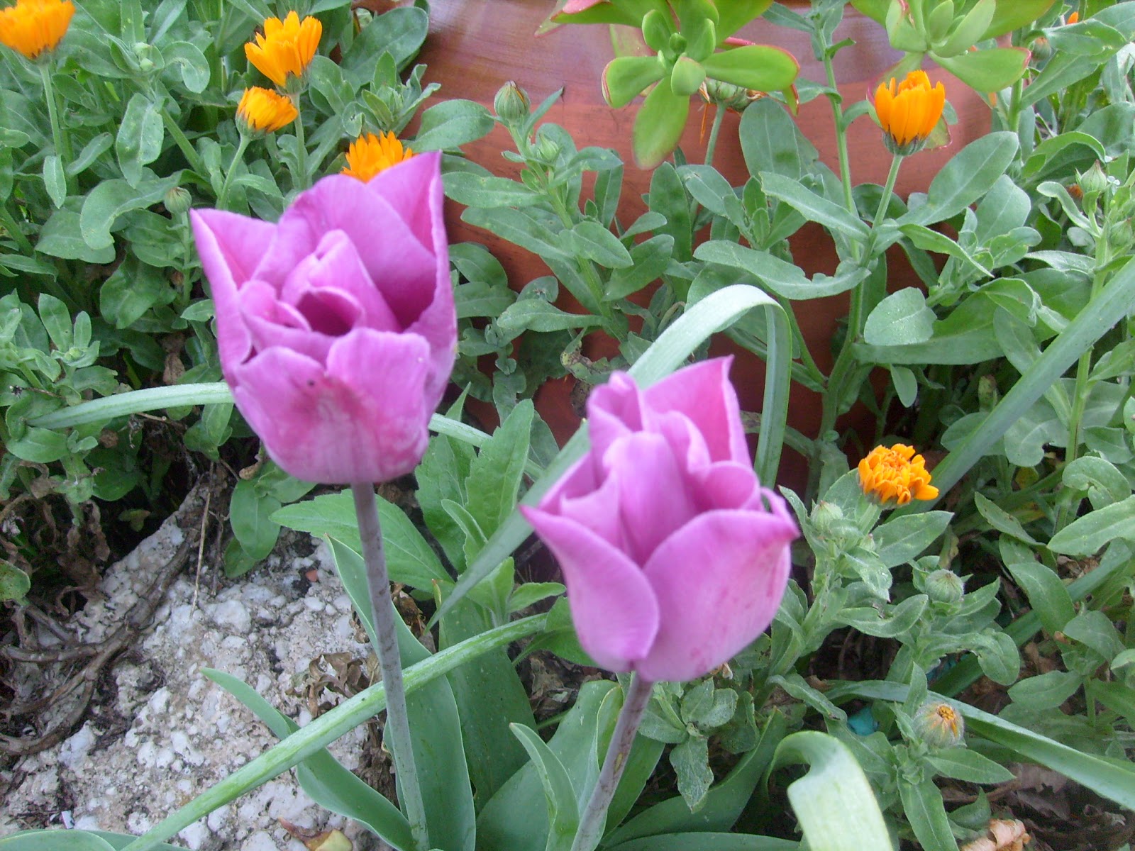 S7302041.JPG