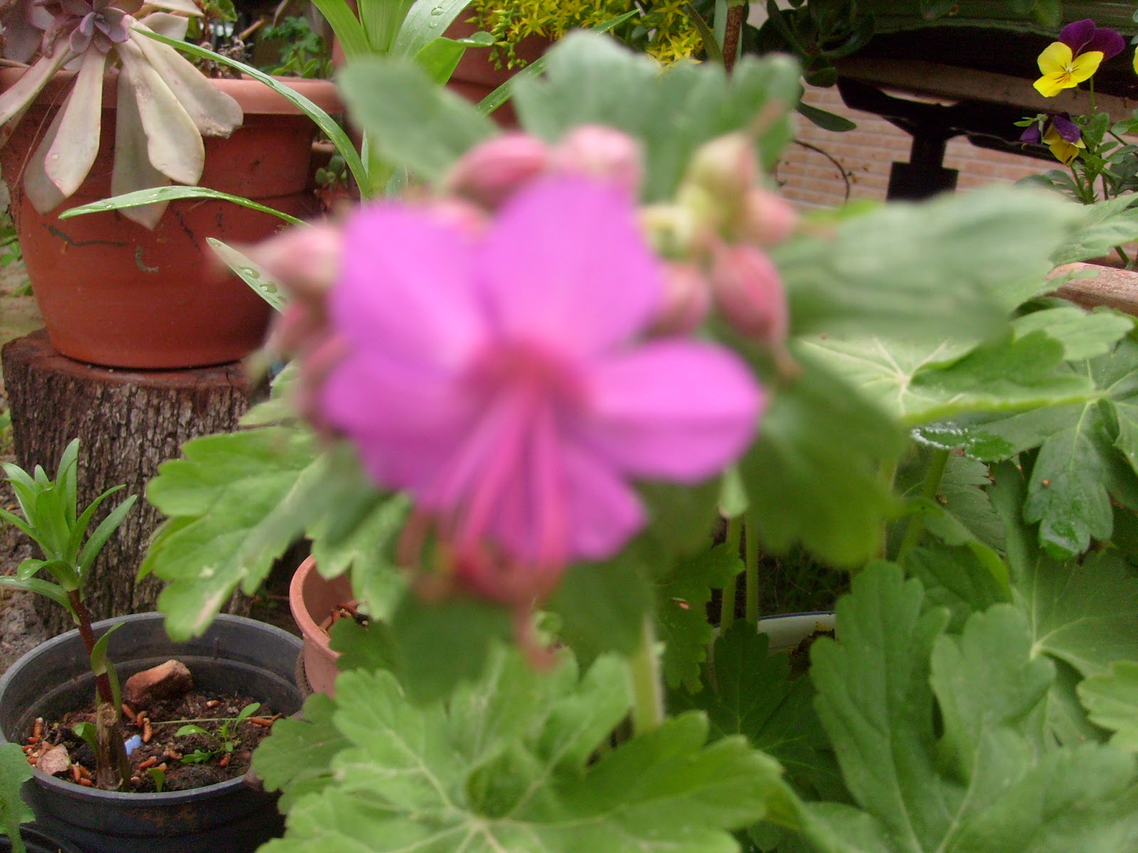 S7302074.JPG