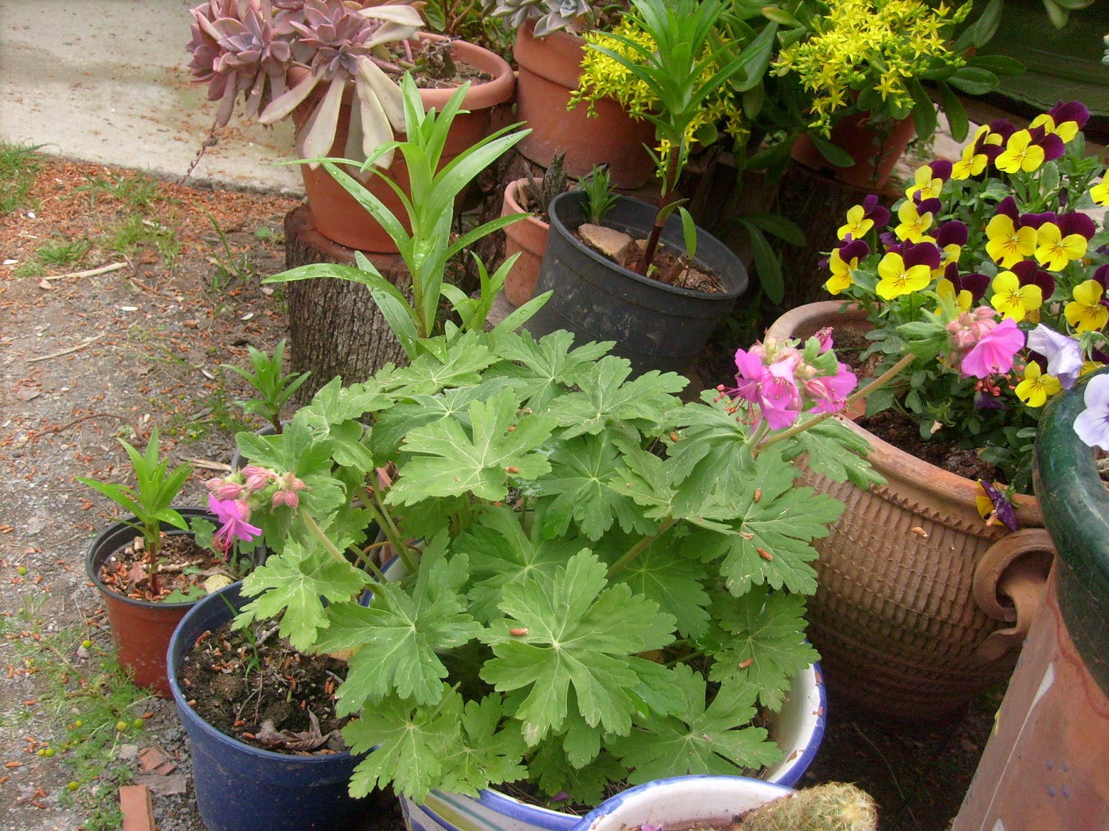 S7302075.JPG