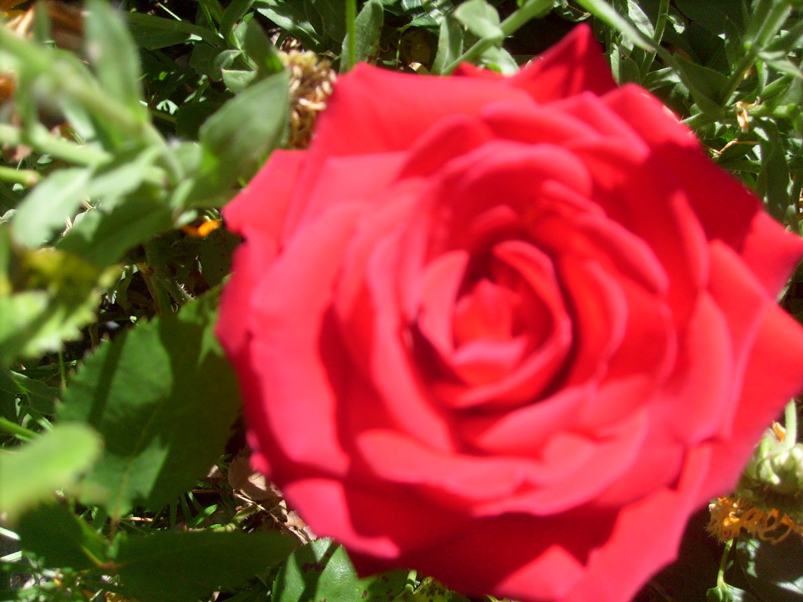 S7302096.JPG